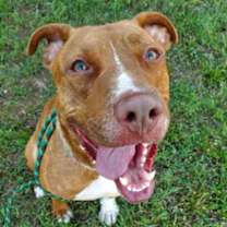 Thumbnail photo of Goose #1