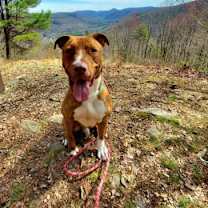 Thumbnail photo of Goose #2