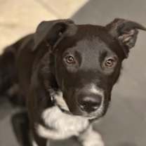 adopt-pet
