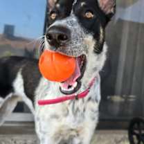 adopt-pet