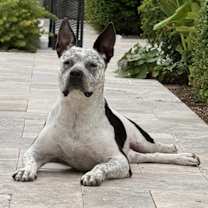 adopt-pet