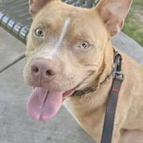 adopt-pet