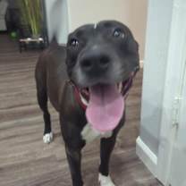 adopt-pet