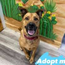 adopt-pet