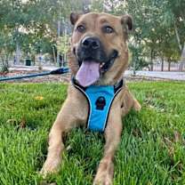 Thumbnail photo of Timon #2