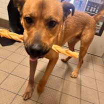 Thumbnail photo of Timon #4