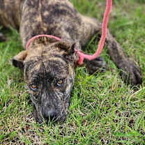 Thumbnail photo of Mila #1