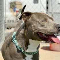 Thumbnail photo of Rook #3