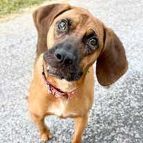 Thumbnail photo of Zeke #1