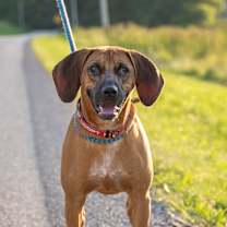 Thumbnail photo of Zeke #2