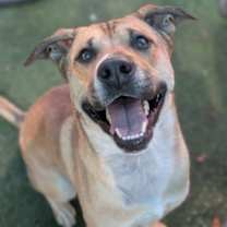 Thumbnail photo of Tyson #1