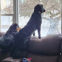 Thumbnail photo of Luna #1