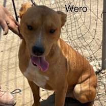 Thumbnail photo of Wero #2