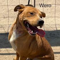 Thumbnail photo of Wero #3