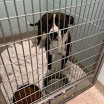 Thumbnail photo of Froggy #3