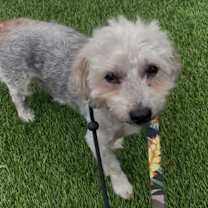 Thumbnail photo of Roc (In Foster) #2