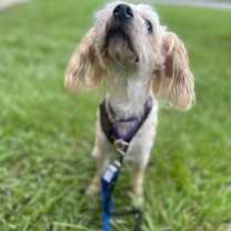 Thumbnail photo of Roc (In Foster) #4