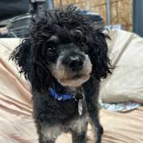 Thumbnail photo of Prince Charmer #2