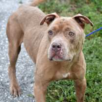 Thumbnail photo of Fawn #2