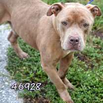 Thumbnail photo of Fawn #3