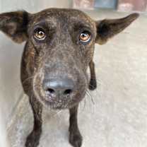 adopt-pet