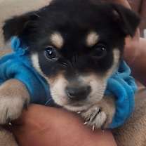 adopt-pet