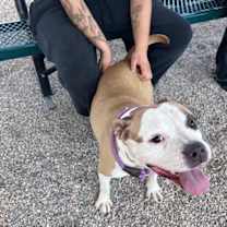 adopt-pet