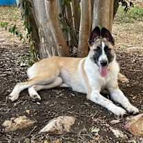 Thumbnail photo of Honey #1