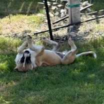 Thumbnail photo of Honey #2