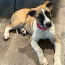 Thumbnail photo of Honey #3