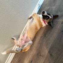 Thumbnail photo of Honey #4