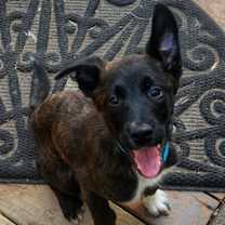 Thumbnail photo of Snuffles #4