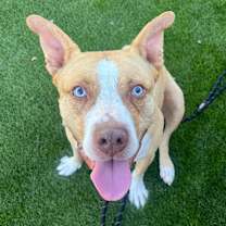 adopt-pet