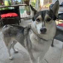 adopt-pet