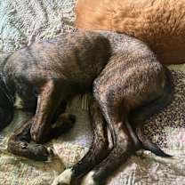 Thumbnail photo of Sasha #2