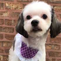 Thumbnail photo of Poppy #1