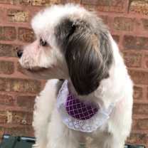 Thumbnail photo of Poppy #2