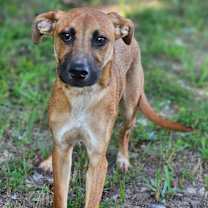 Thumbnail photo of Topper #1