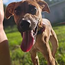 Thumbnail photo of Topper #3