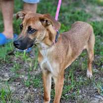 Thumbnail photo of Topper #4