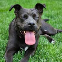 Thumbnail photo of Sweetie #1