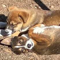 Thumbnail photo of *Pre-adoption Application* #2