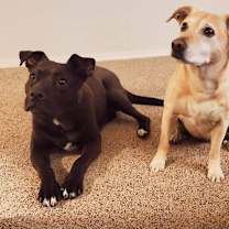 Thumbnail photo of Sweetie #3