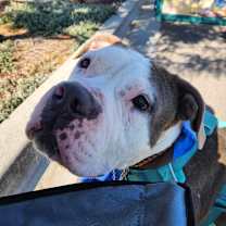 Thumbnail photo of Alvin #4