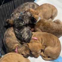 Thumbnail photo of * Pre-Adoption Puppy Application * #1