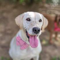 adopt-pet