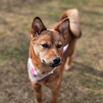 adopt-pet