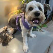 Thumbnail photo of A Deevine #1