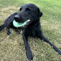 Thumbnail photo of Sheldon #3