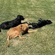 Thumbnail photo of Sheldon #4